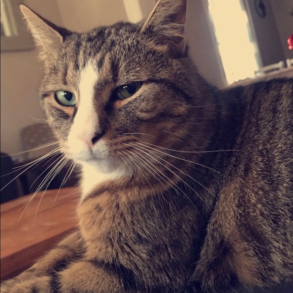 Meet your Posher, Tayten - Picture 1 of 1